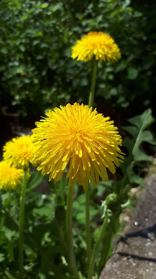 dandelion  flower  yellow