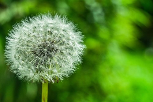 dandelion  approach  nature