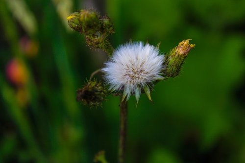 dandelion  chicory  bitter chicory