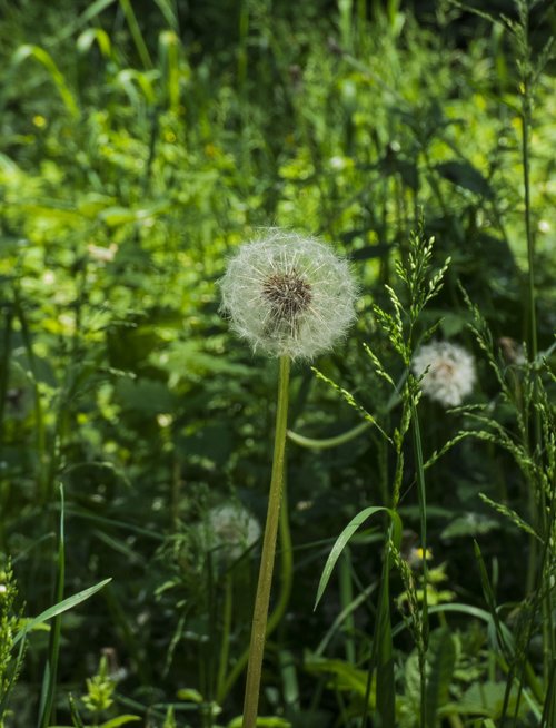 dandelion  kulbaba