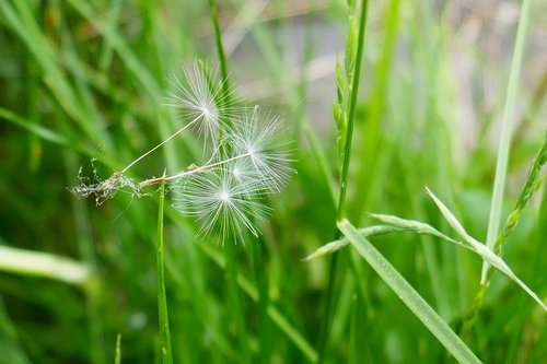 dandelion  nature  beautiful