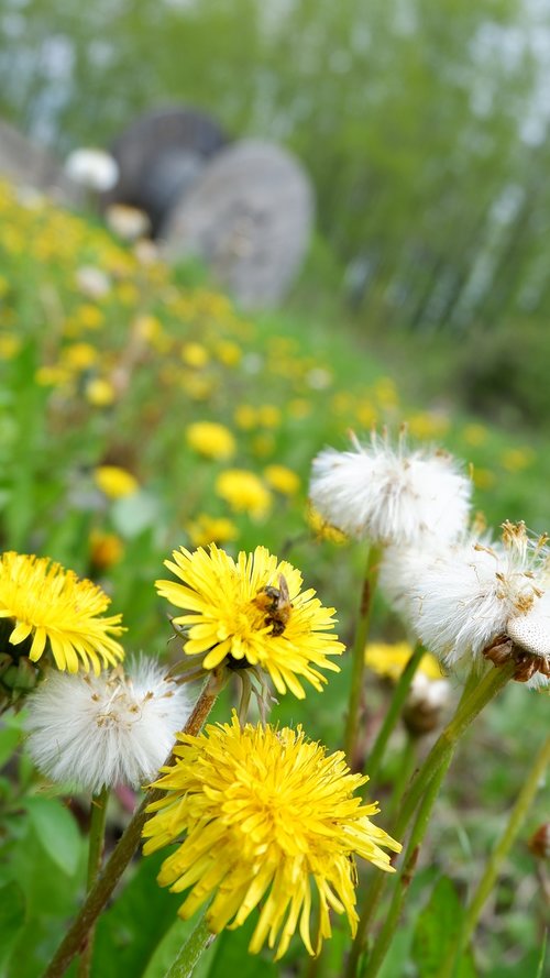 dandelion  bee  nature