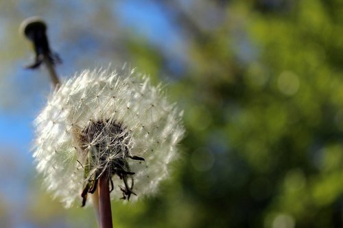 dandelion  overblown  nature
