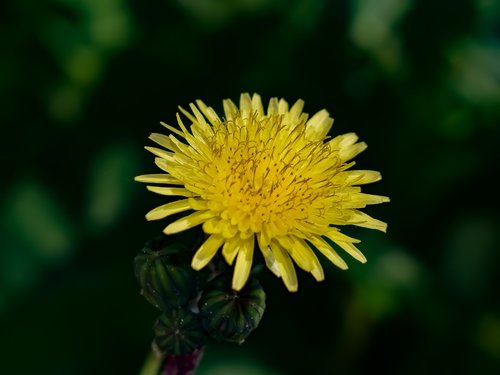 dandelion  flower  yellow