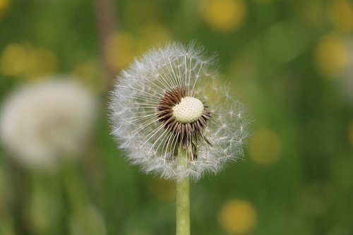 dandelion  meadow  nature