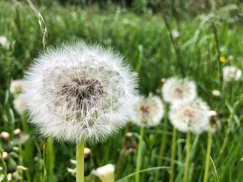 dandelion  close up  common dandelion