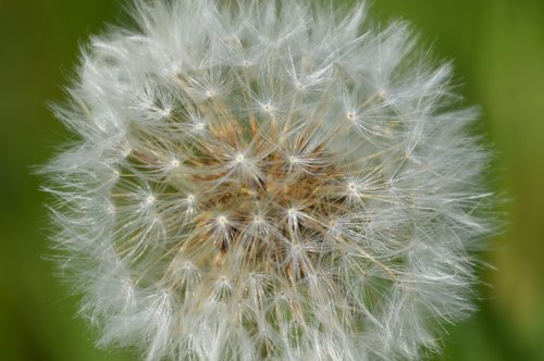 dandelion  nature  meadow