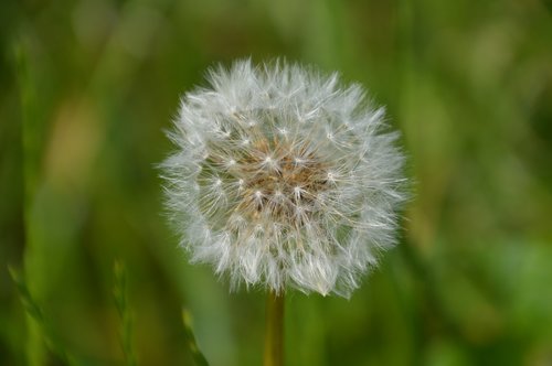 dandelion  nature  meadow