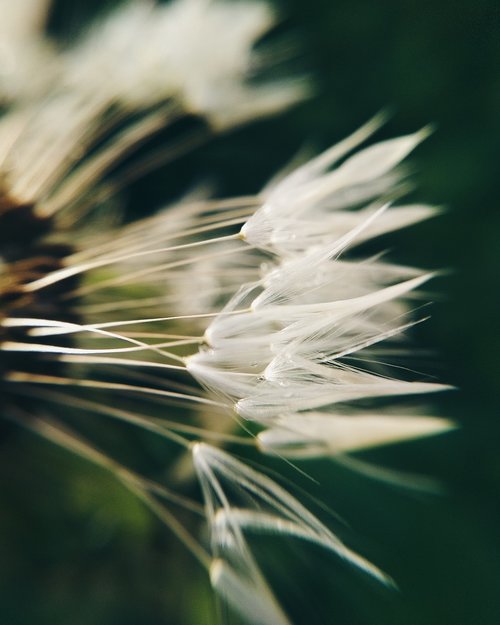 dandelion  macro  beauty