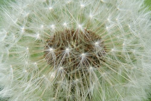 dandelion faded seeds