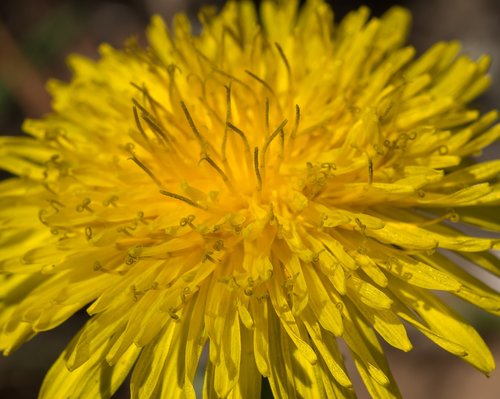 dandelion  flower  yellow