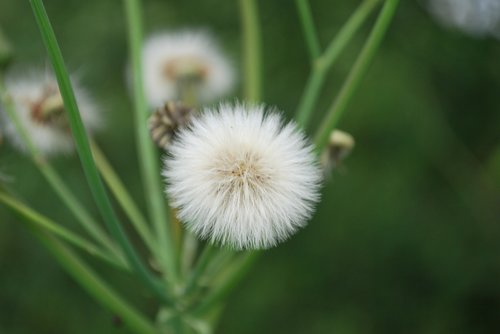 dandelion  summer  pointed flower