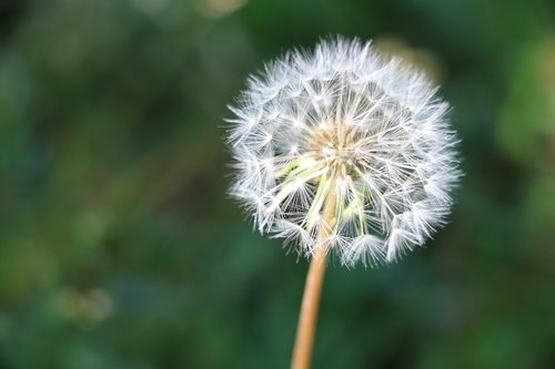 dandelion  seeds  stem