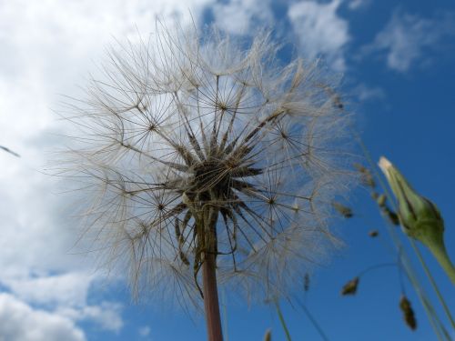 dandelion sky