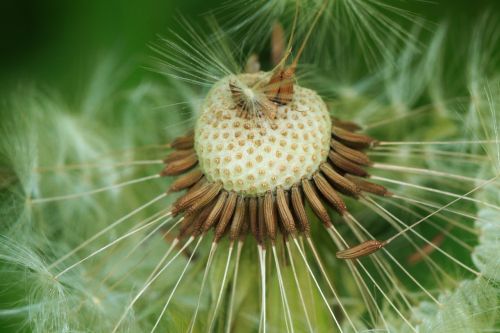 dandelion seeds multiplication