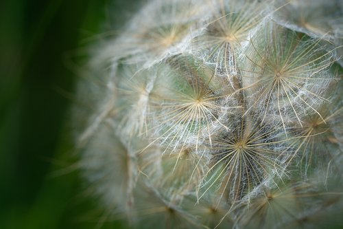 dandelion  close up  plant