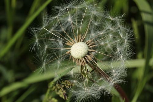 dandelion plant seeds