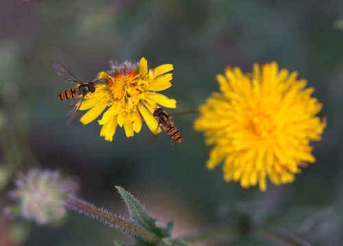 dandelion  yellow  bee