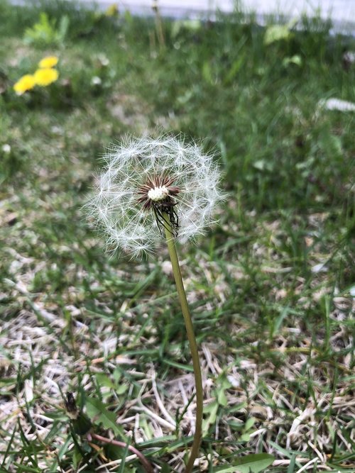 dandelion  blooms  spring