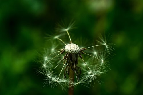 dandelion  nature  tooth lion