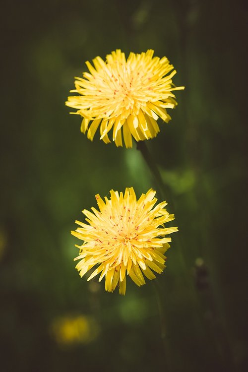 dandelion  yellow  yellow flowers