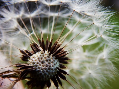 dandelion dandelions medical