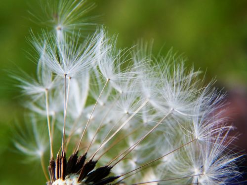 dandelion dandelions medical