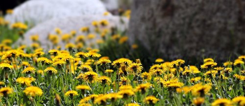 dandelion  meadow  dandelion meadow