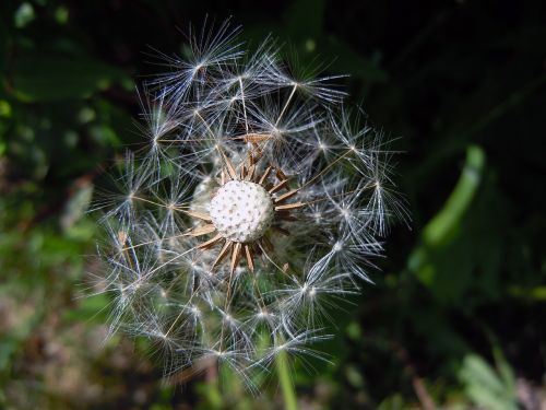 dandelion faded seeds