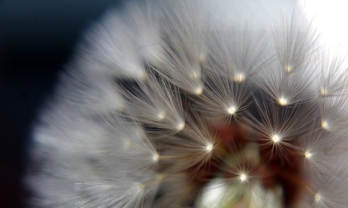 dandelion  close up  flower