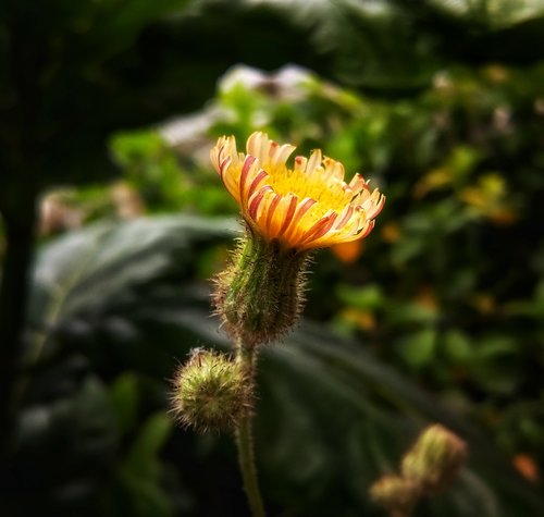 dandelion  flower  garden