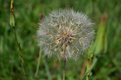 dandelion  summer  nature