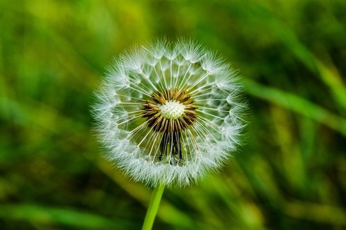 dandelion  foreground  spring