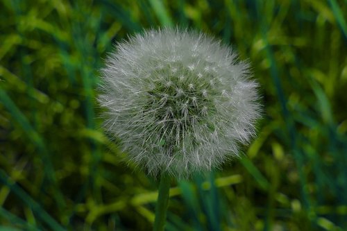 dandelion  flower  meadow