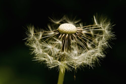 dandelion  light  seeds