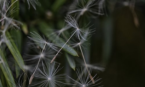 dandelion  seeds  flying