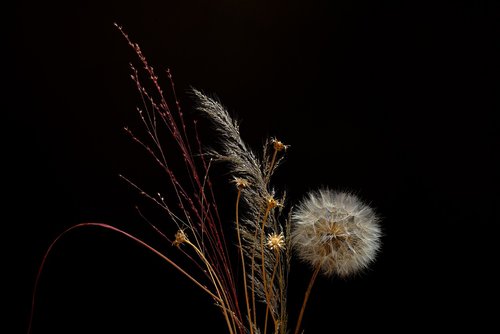 dandelion  grasses  arrangement