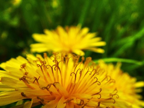 dandelion  flower  micro