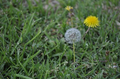 dandelion  dandelion seeds  grass