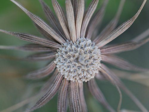 dandelion  seed  macro