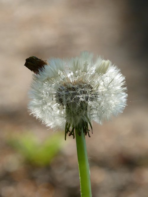 dandelion  clock  plant