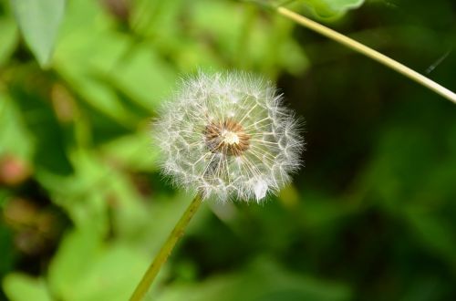 dandelion seeds multiplication