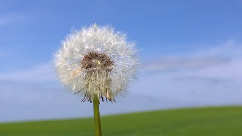 dandelion  flower  nature