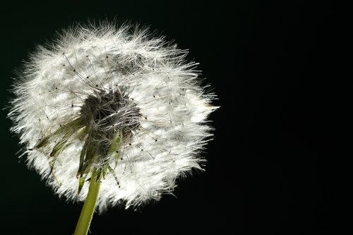 dandelion  backlighting  macro