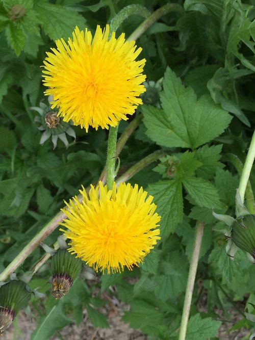 dandelion  blossom  bloom