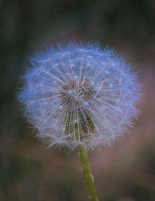 dandelion  blossom  bloom