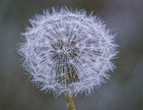 dandelion  seeds  nature