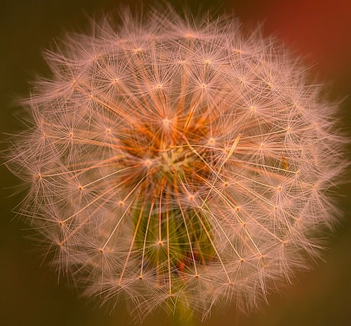 dandelion  nature  close up