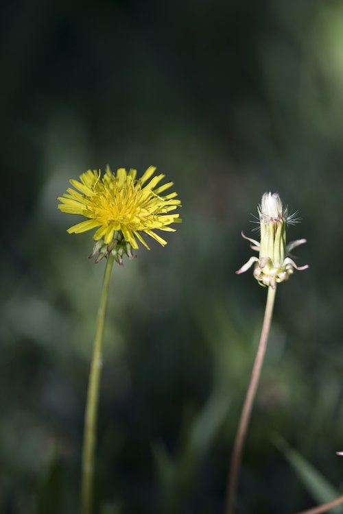 dandelion  weeds  flowers