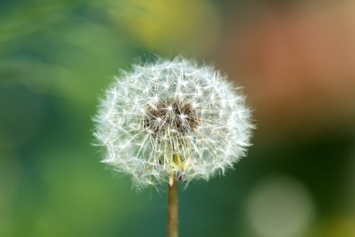 dandelion  furry  plant